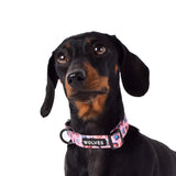 Dog wearing Lottie Dog Collar 