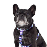 Sulley All Purpose Harness 2.0 Harness Wolves of Wellington 