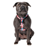 Staffy in Floss All Purpose Dog Harness