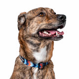 Dog wearing Maverick Dog Collar 