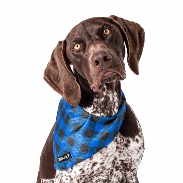 Wolves of Wellington Luey Dog Bandana