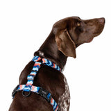  Maverick All Purpose Dog Harness on Dog