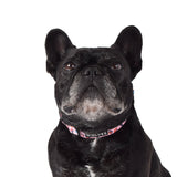 Lottie Dog Collar 
