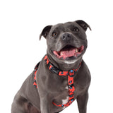 Staffy in Cleo All Purpose Harness 