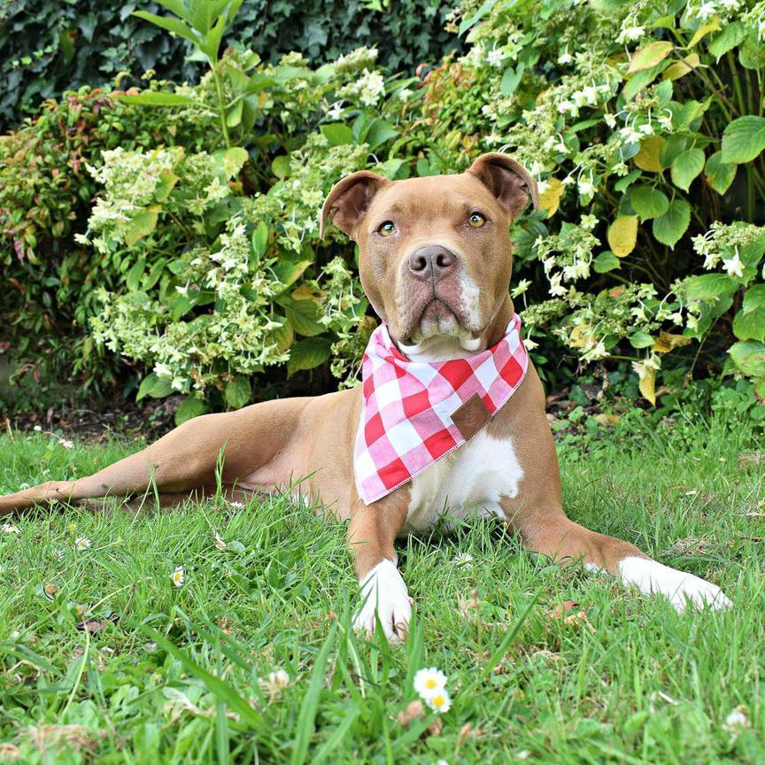 Hazel the Pitbull Advocate