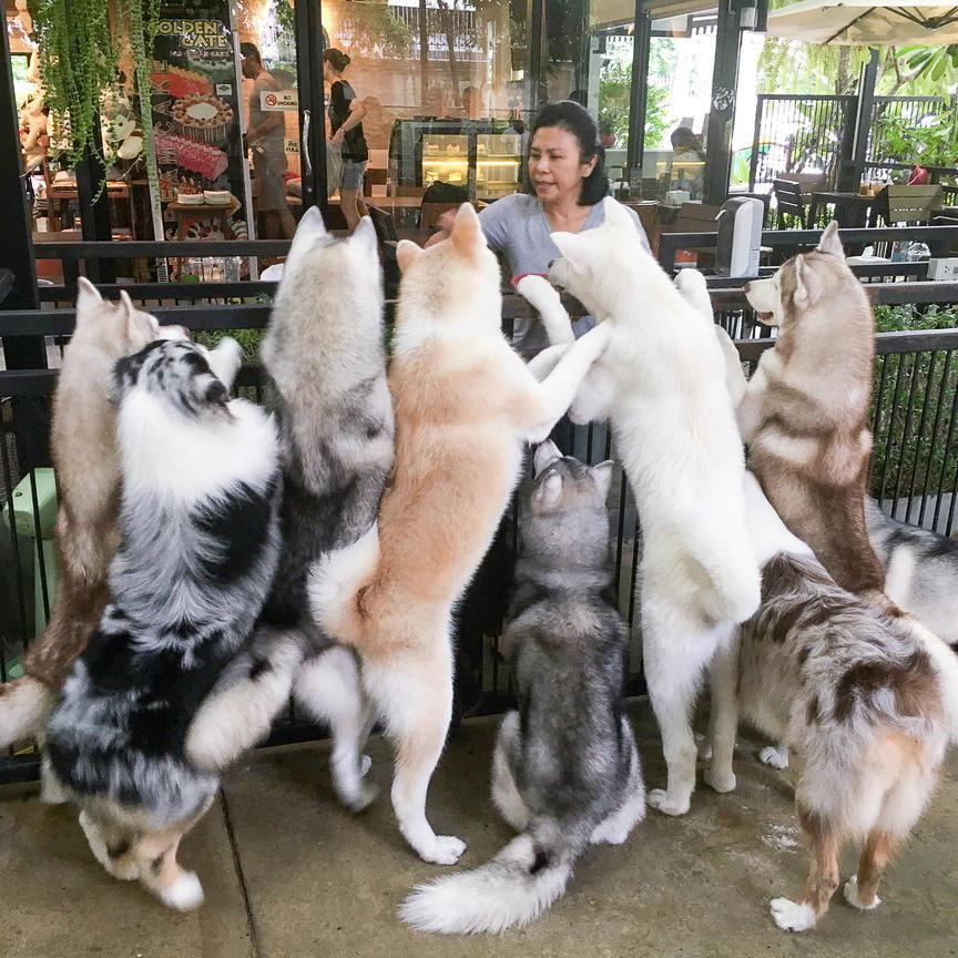 Bangkok Husky Cafe