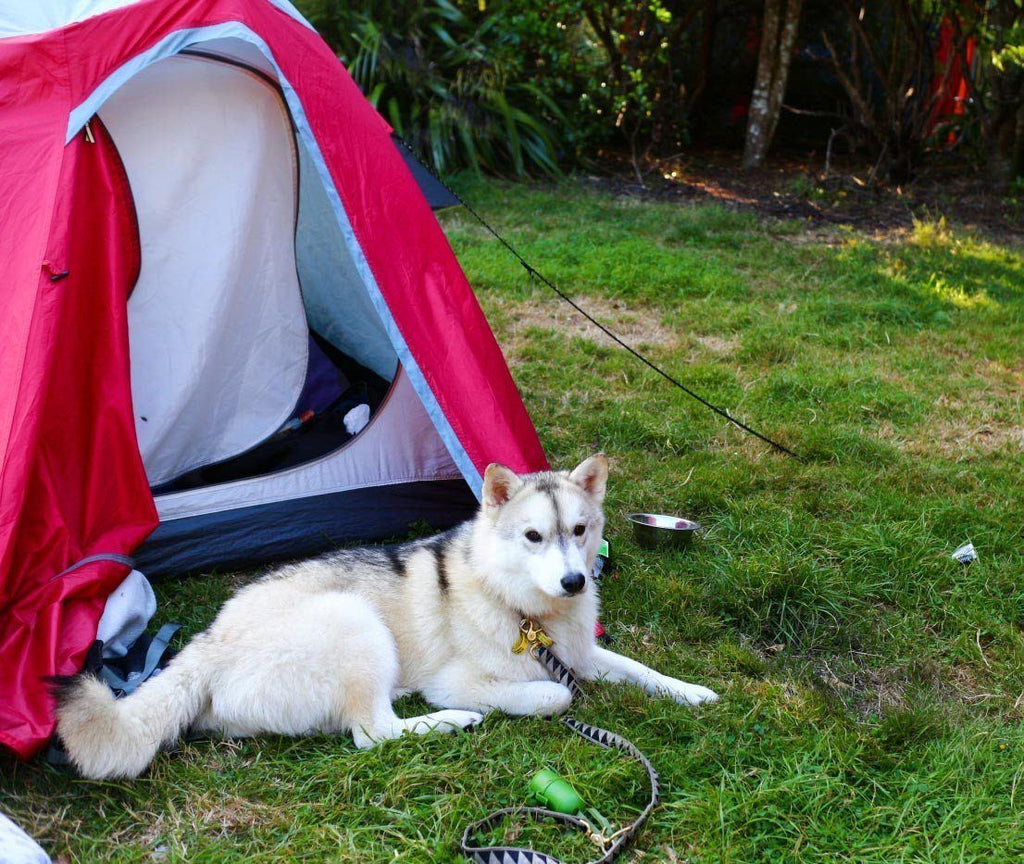 Camping in Kaitoke Regional Park