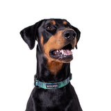 Dog wearing Florida Dog Collar 