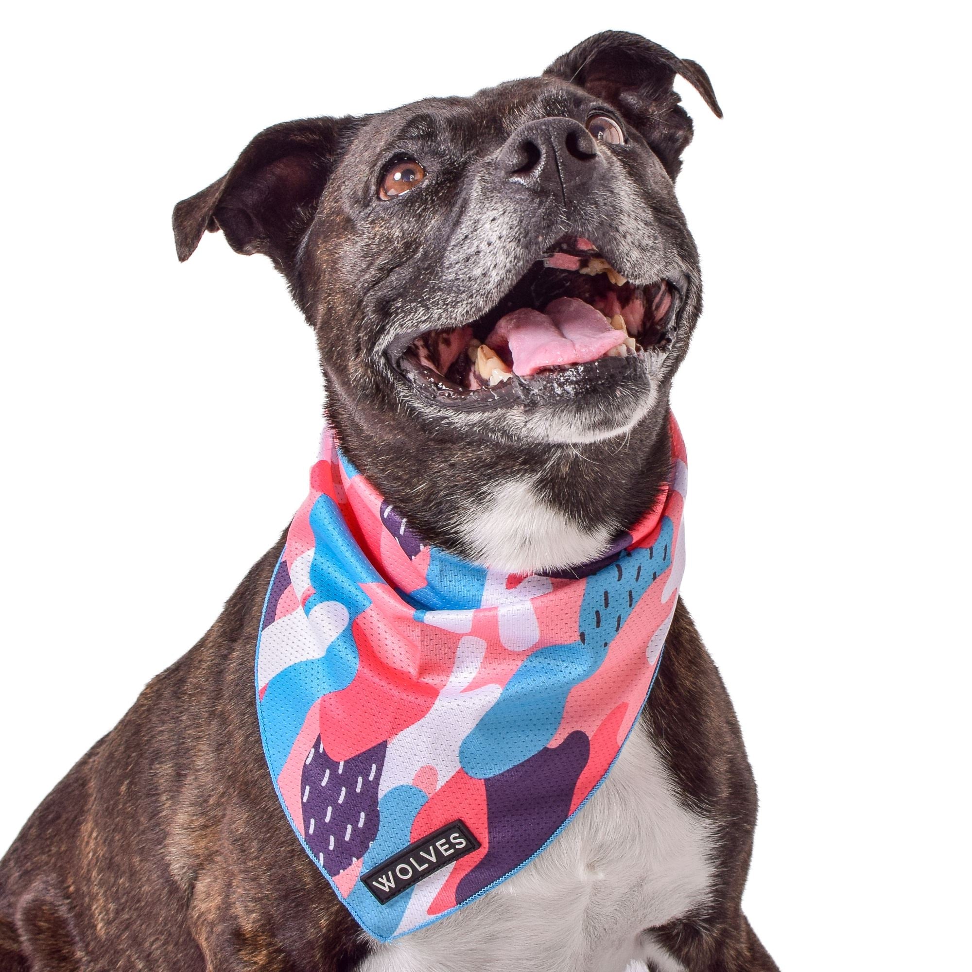 Petco 2024 dog bandanas