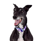Sulley Greyhound Collar Collar Wolves of Wellington 