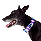 Sulley Greyhound Collar Collar Wolves of Wellington 