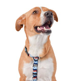 Maverick All Purpose Dog Harness on Dog