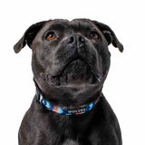 Staffy in Maverick Dog Collar 