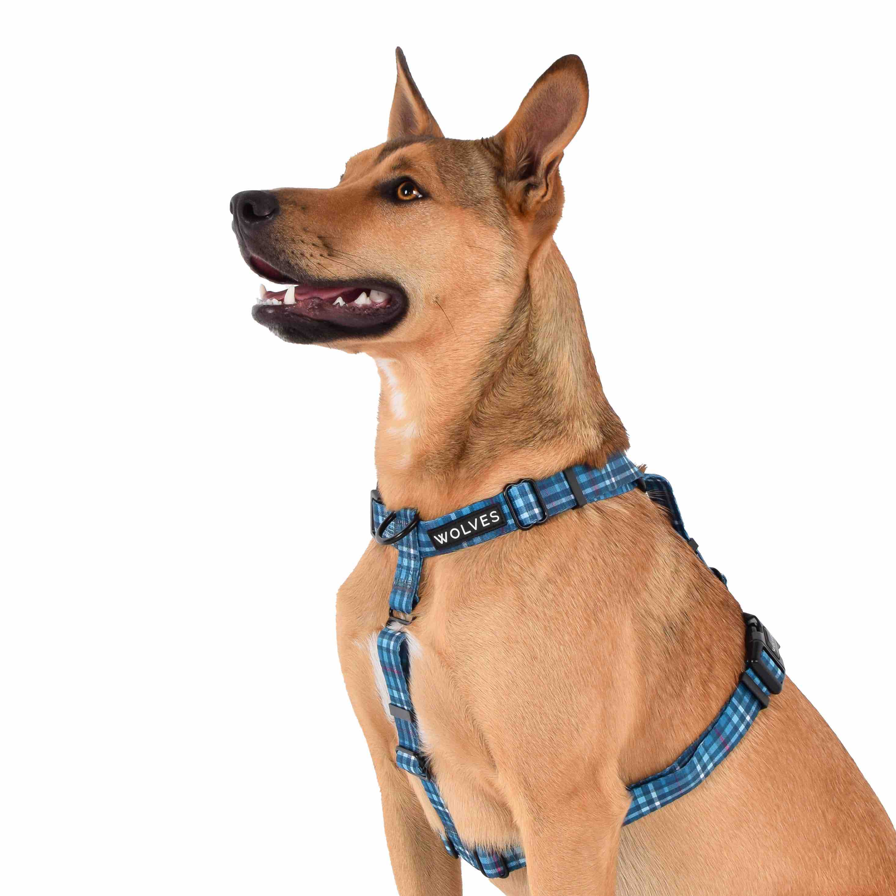 Wolves of Wellington  Lochie All Purpose Dog Harness