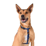 Dog in Luey All Purpose Dog Harness