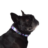 Sulley Collar Collar Wolves of Wellington 