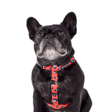 Dog in Cleo All Purpose Harness  
