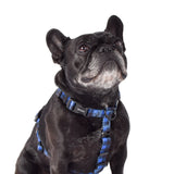 French Bulldog in Luey All Purpose Dog Harness