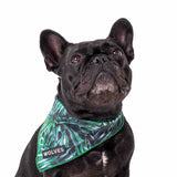 French Bulldog wearing Florida Mesh Dog Bandana 