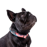 Frenchie wearing Floss Dog Collar 