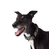 Rambo Greyhound Collar 