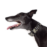 Dog wearing Rambo Greyhound Collar 
